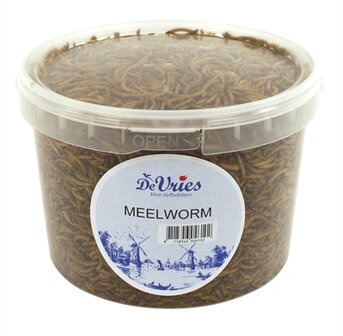 De vries meelworm black soldier fly