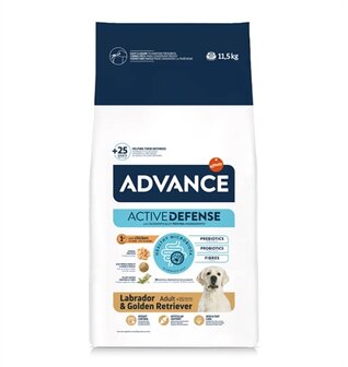 Advance adult labrador retriever