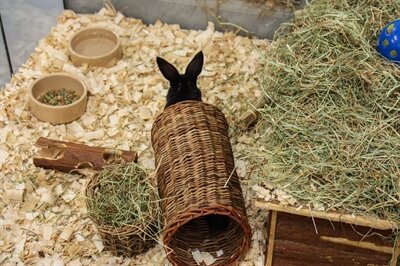 Happy pet wilgen tunnel