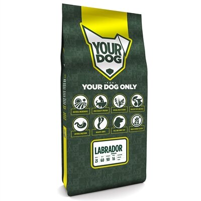 Yourdog labrador senior