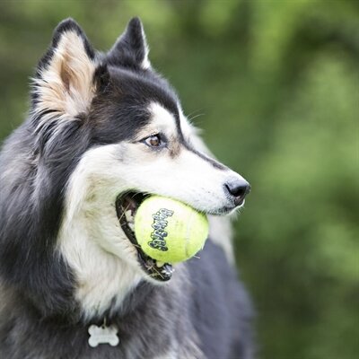 Kong squeakair tennisbal geel met piep