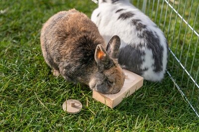 Trixie snack box voor ratten en konijnen hout